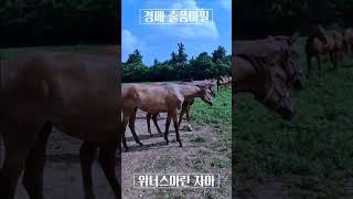 위너스마린 자마  #김호경마 #김호조교