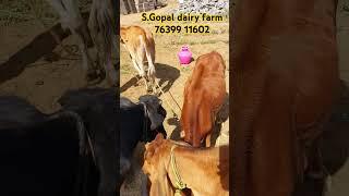 S.Gopal cattle farm HF and JERSEY calf AVAILABLE #cowsales #dairyfarm #madusales