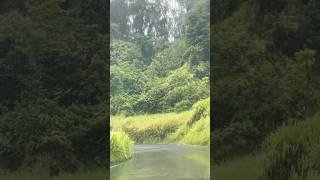 Raining #rainforest #driving #rain #surahannaba #shorts #reels #rainsounds #peace #creative #beauty