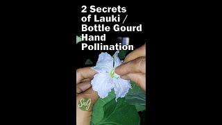 2 Secret Of Lauki / Bottle Gourd Hand Pollination