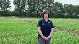 Agronomy Minute - Crop Scouting (part 1)