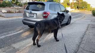 Wolfdog howls on his walk