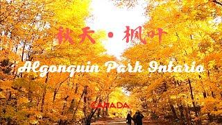 【38】加拿大安大略省阿崗昆省立公園秋天的枫叶 Fall Colour of Algonquin Park Ontario Canada