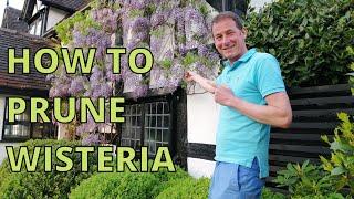 How to prune wisteria for maximum blossom