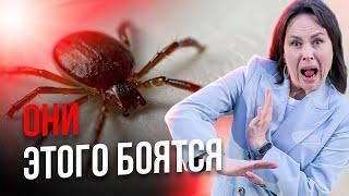 100% средство от КЛЕЩЕЙ 🪲 Что будет, если УКУСИТ КЛЕЩ 🩸