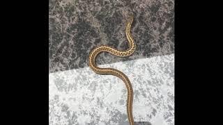 Ohio Snake - Uncommon - Butler’s Gartersnake - Fairfield County