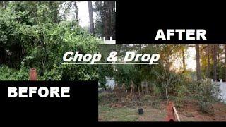 Fall Chop and Drop a Suburban #permaculture #jungle