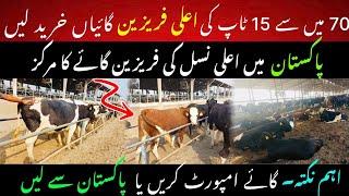 Top 15 best friesien heifers purchasing II Best Friesien heifer farm in punjab II Dr. Muzzammil