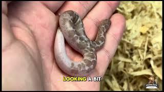 Kenyan Sand Boa Owners are Hiding THIS Secret