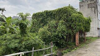 Revive a house covered with green trees | We mowed the lawn and clean up the 100 year old house