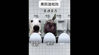 男厕所的潜规则  #猫meme #猫meme #cat #迷恋  #猫meme小剧场 #funny #萌宠 #猫meme小剧场 #萌宠 #meme #pets #貓 #萌寵