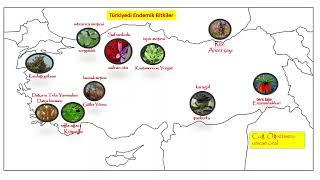 Türkiyedeki Endemik Bitkiler ( YKS - KPSS 2022 )