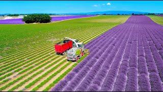 Lavender Harvest & Oil Distillation | Valensole - Provence - France | Claas Jaquar 840