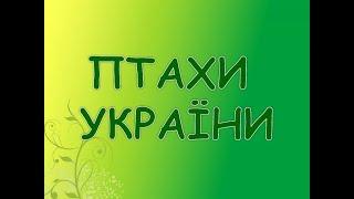 Птахи України