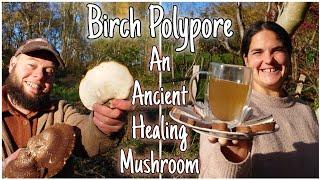 Birch Polypore: Discover The Healing Gifts of an Ancient Wild Mushroom 