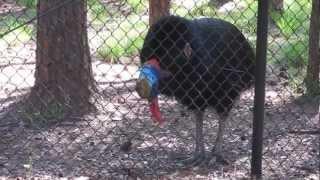 Cassowary calling