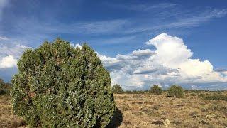 Woodland Valley Ranch  - 36 Acres in Apache county, AZ