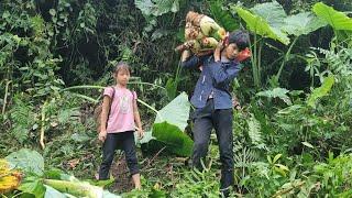 Poor boys and girls dig potatoes into the forest to sell and buy milk cakes to eat for the day