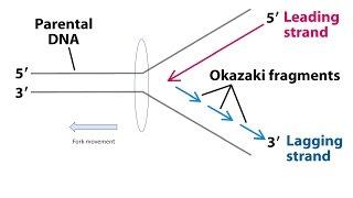 Okazaki fragments - Explanation (1080p)