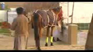 HORSE OF SYED SHAHROSE ABBAS FROM MOIN UD DIN PUR