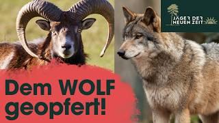 Wölfe machen kurzen Prozess - Muffelwildpopulation komplett ausgelöscht!