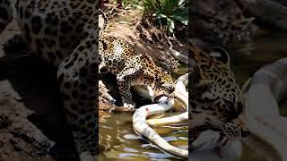 Leopard hunts rare giant white python  #youtubeshorts #pythonsnake #animals #giantpython #snake