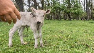 What is the Story With This Calf??