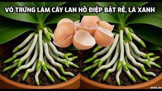 Vỏ trứng làm cây lan Hồ điệp lập tức bật rễ, lá xanh mướt