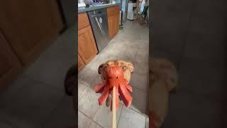 Octopus Weenies!?!