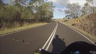 Brown snake attacks 3 motorbike riders. R1 perspective