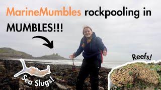 Marine Biologist Rockpools 10 years after being a Marine Biology Student!