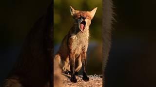 Fox barking #sound