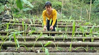 An Cooking bran for pigs, growing vegetables on bamboo tubes - daily life on the farm