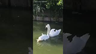 Two loving swans are reunited and their joy is absolutely infectious ️