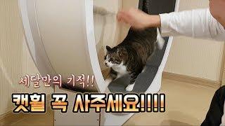 캣휠 안타던 고양이 특급 훈련결과 대 공개합니다