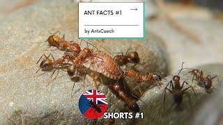 Ant Facts #1 | AntsCzech EN #Shorts