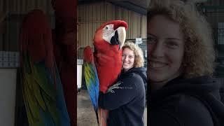 Giant Macaw Parrot and His Smiling Companion #macaw #viralvideo #trending #funny #birds #mother