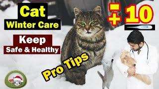 Persian Cat care in Winter  Best Pet Products in Winter for Cat owners  Keep Kitten warm in Winter