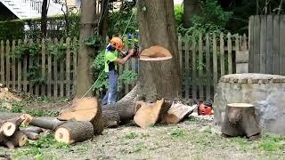 Alex taking down remainder of Big Maple in Brighton MA on 8/1/2021