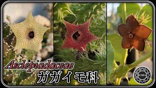 【ガガイモ科】変な花が色々開花！たまにはアガベ以外の植物【園芸】【多肉植物】