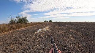 Pheasant, Partridge, Hare Hunting Bulgaria 2024 I Sülün, Keklik, Tavşan avı Bulgaristan 2024