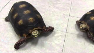 Red Footed Tortoises