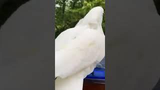 Bella the Umbrella Cockatoo bathing #birdlovers #freeflightparrot #freeflight