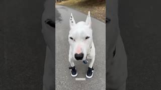 1 2 paw in shoe  #shorts #dogsofyoutube #shortsfeed #cute #meme #12bucklemyshoe