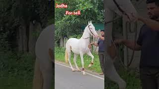 Rupal stud farm jodha for sell mo.9724588670mo.8849146447 #rupalstudfarm#horsevideo#horsesell