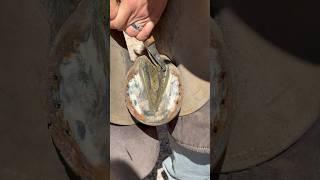 Trimming the frog on horse hoof #farrier #equestrian #satisfying