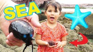 Zoe and Daddy Looking In Tide Pools For Sea Creatures Amazing Real Sea Animals Family Fun Play