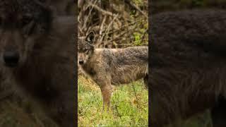 The Carpathian Mountains, Eastern Europe | Wonders of the World |#travel #fypシ #viral #fyp #shorts