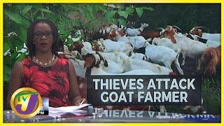 Thieves Attack Goat Farmer on March Pen Road | TVJ News - Dec 10 2021