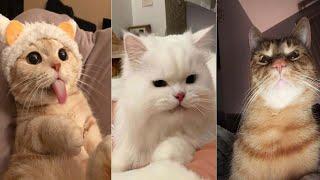 Funniest Cats | Don't try to hold back Laughter | Cutest Lands Part 53